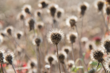 Dry grass field