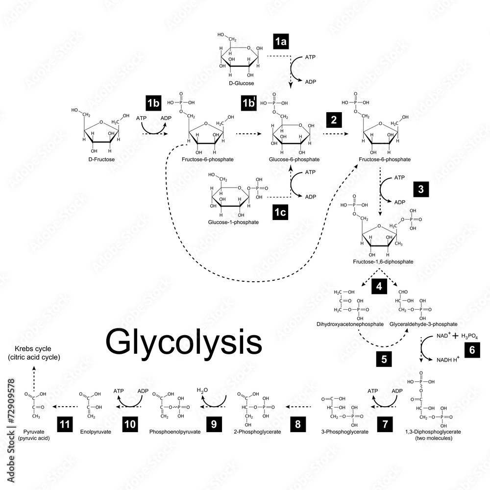 Sticker Chemical scheme of glycolysis metabolic pathway