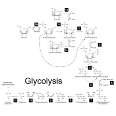 Chemical scheme of glycolysis metabolic pathway