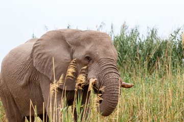 Obraz na płótnie Canvas African Elephant in Etosha national Park