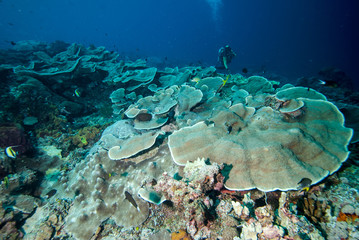 Diver and hard coral reefs in Derawan, Kalimantan underwater