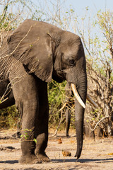 Fototapeta premium African Elephant in Chobe National Park