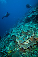 Diver and hard coral reefs in Derawan, Kalimantan underwater