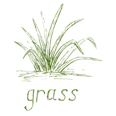 Hand drawn grass illustration.