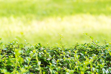 Natural green wall .