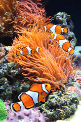 Sea anemone and clown fish