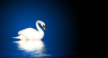 Mute swan © frenta