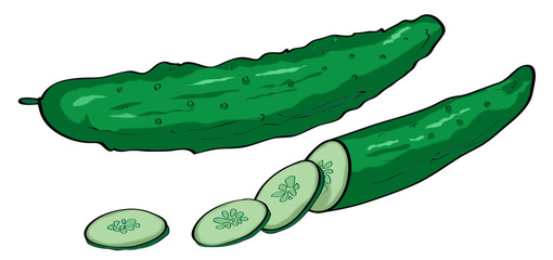 Cucumber illustration