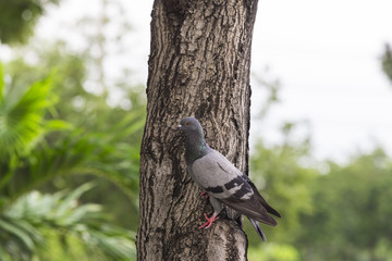 Fototapeta premium Fancy pigeon