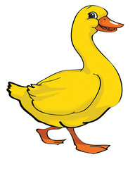 Duck illustration
