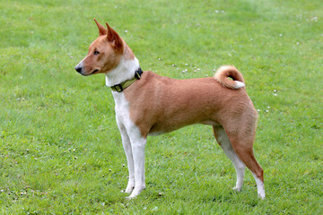 Typical Basenji dog in the garden