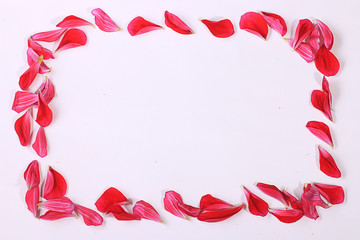 frame of flower petals