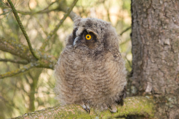Pollo de Búho Chico. Asio otus.