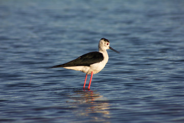 Himantopus himantopus. Cigüeñuela Común en el agua.