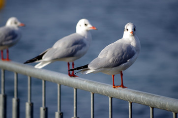 mouettes