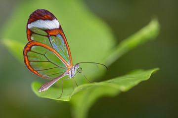 Fototapeta na wymiar Glasswing Butterfly