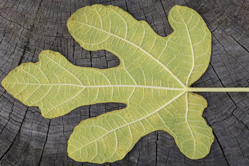 Leaf