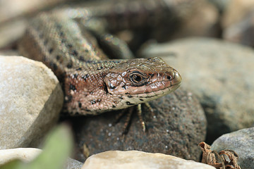 brown lizard on a rock close