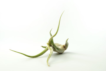 Obraz premium tillandsia 