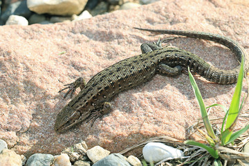 brown lizard on a rock close