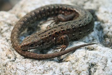 brown lizard on a rock close