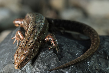 brown lizard on a rock close
