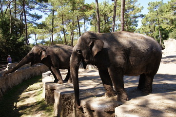 Fototapeta na wymiar éléphants d'Asie