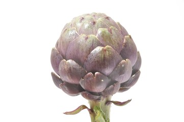 A freshy artichoke on white background