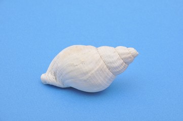  seashell on a blue background