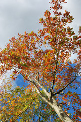 Tree in autumn colours