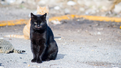 black cat on the road