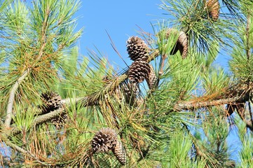 Fototapeta premium Pine trees