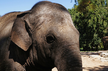 éléphant d'Asie