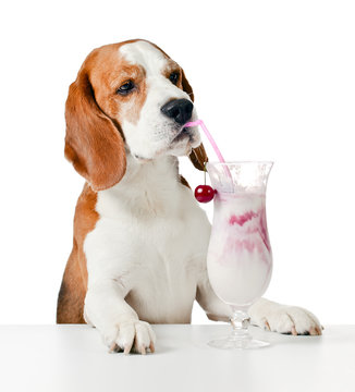 cute dog drink cocktail , isolated on white