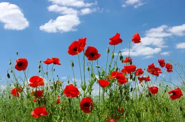 red poppies