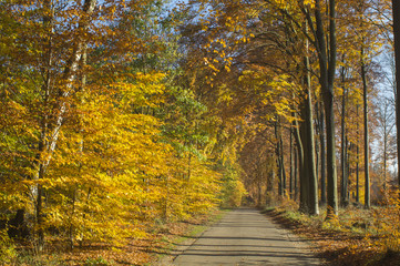 Droga prowadząca przez jesienny las