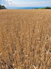A field of  wheat