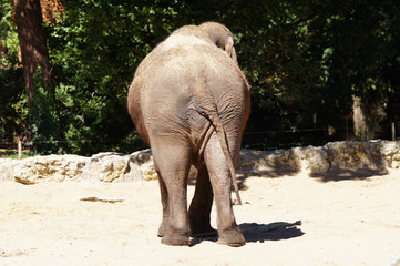 Naklejka premium éléphant d'Asie