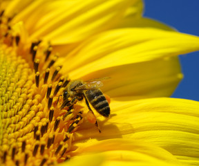 bee in the sunflower