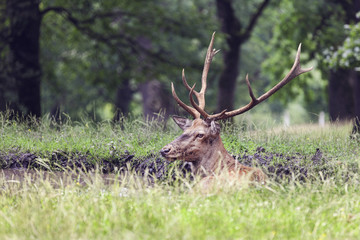 image of stag lying in the grass near a puddle
