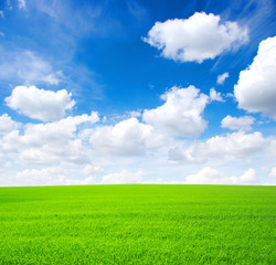 Obraz premium field