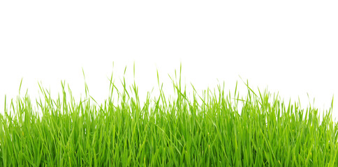 grass on white