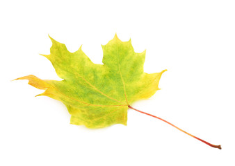 Green autumn maple leaf isolated