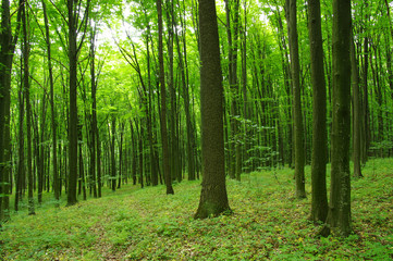 Fototapeta premium Trees