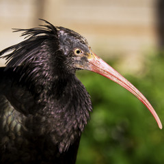 Northern bald ibis