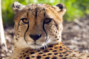 Cheetah