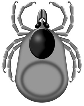 tick white background