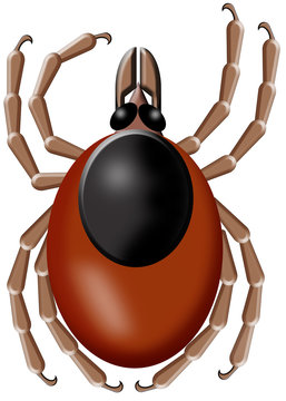 tick white background