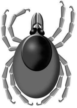 tick white background