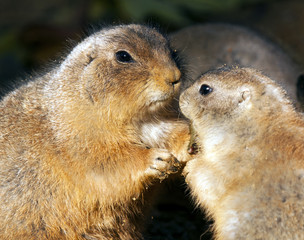 Black-tailed prairie dog